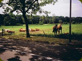 Holland-036