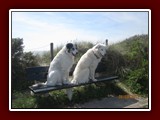 holland-083