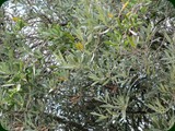 italien-173