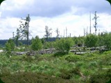 n-schwarzwald-078