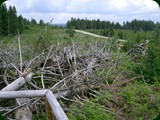 n-schwarzwald-083