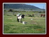 westeu17_0216