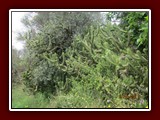 westeu17_0464