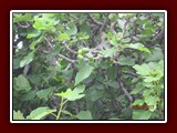 westeu17_0466