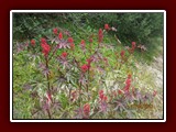 westeu17_0467