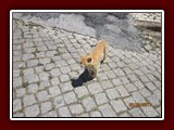 westeu17_0605