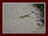 westeu17_1031