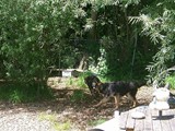 hundeschule-01