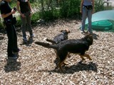 hundeschule-02