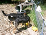 hundeschule-04