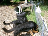hundeschule-05