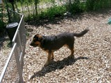 hundeschule-06