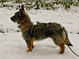 Zseda,-kleine-struppige-Hundedame3