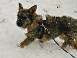 Zseda,-kleine-struppige-Hundedame4