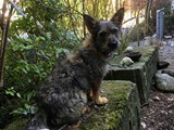 Zseda,-kleine-struppige-Hundedame6