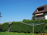 Thuja01