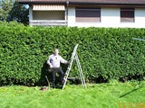 Thuja04