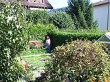 Thuja05