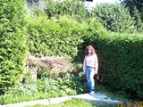 Thuja06